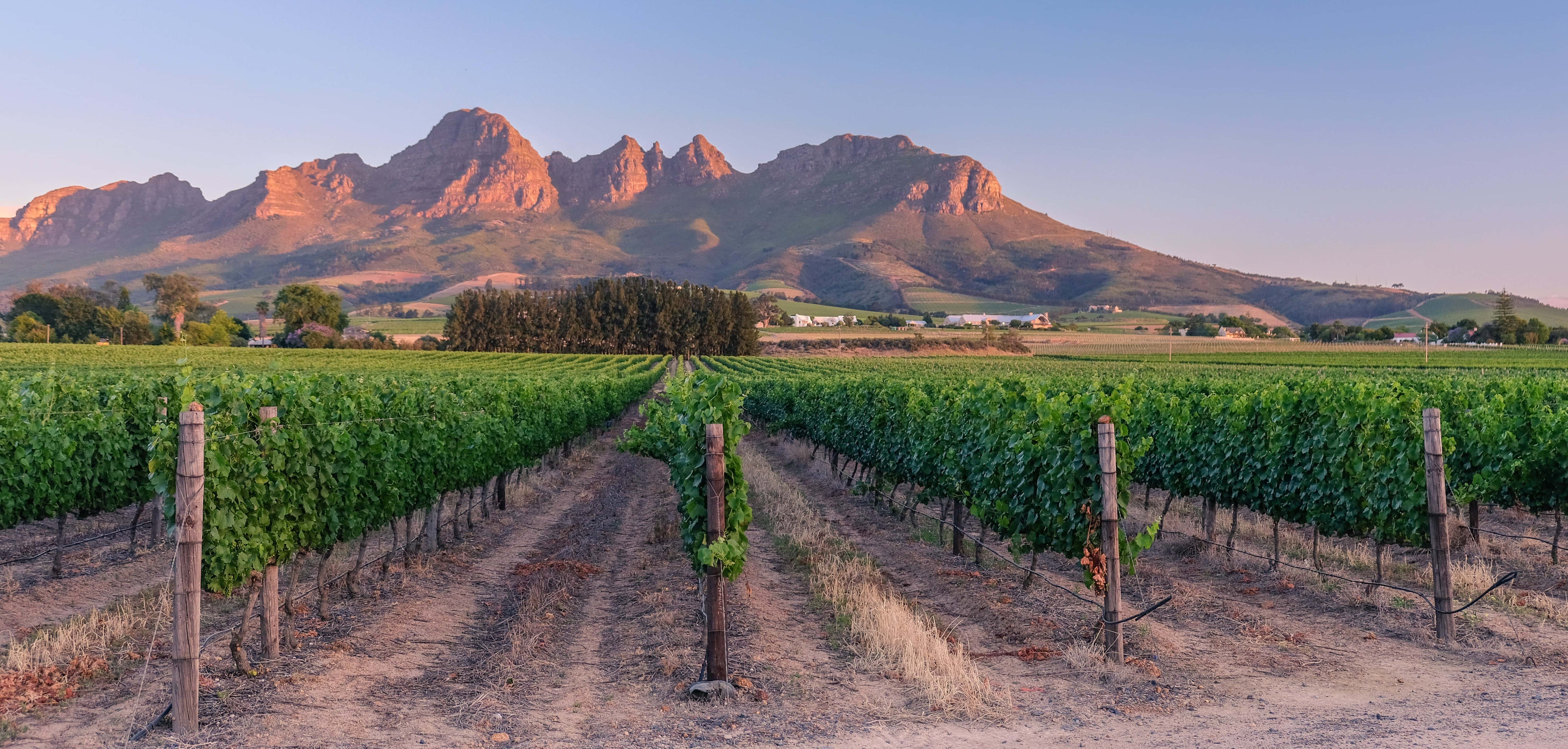 Pinot Noir from California, Burgundy, South Africa