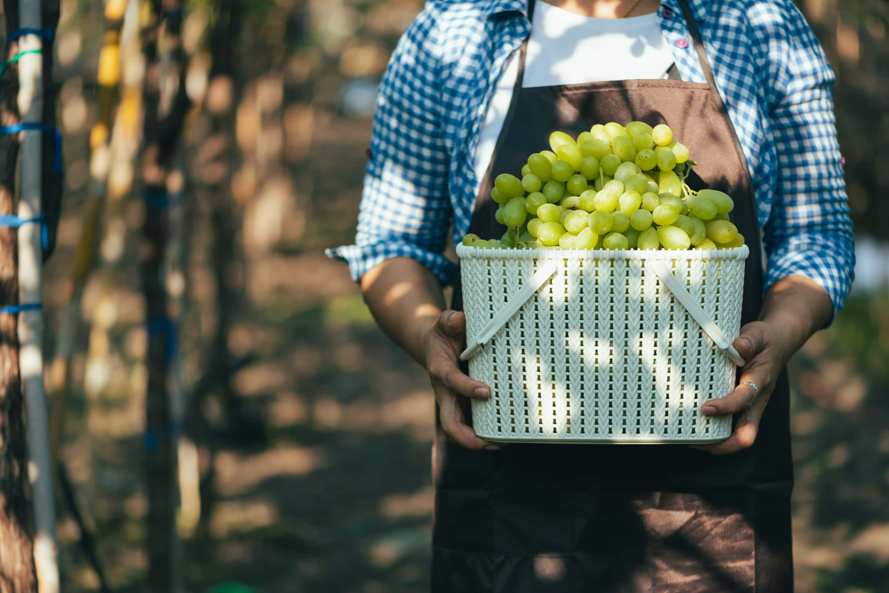 California Wineries Growing Italian Varieties